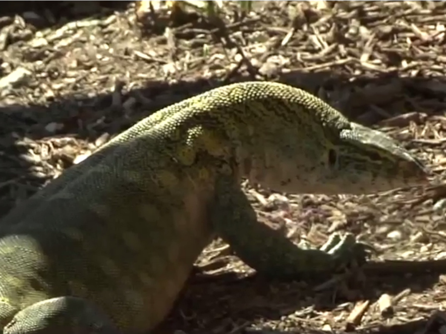 Monitor lizard found living in Florida family's attic abcactionnews